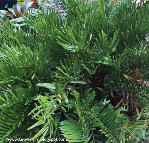 Zamia Pumila / Floridana / Integrifolia (coontie) Cycad Seeds - Etsy
