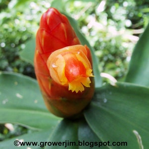 Costus scaber ginger rhizome BOGO