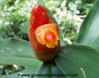 Costus scaber ginger rhizome