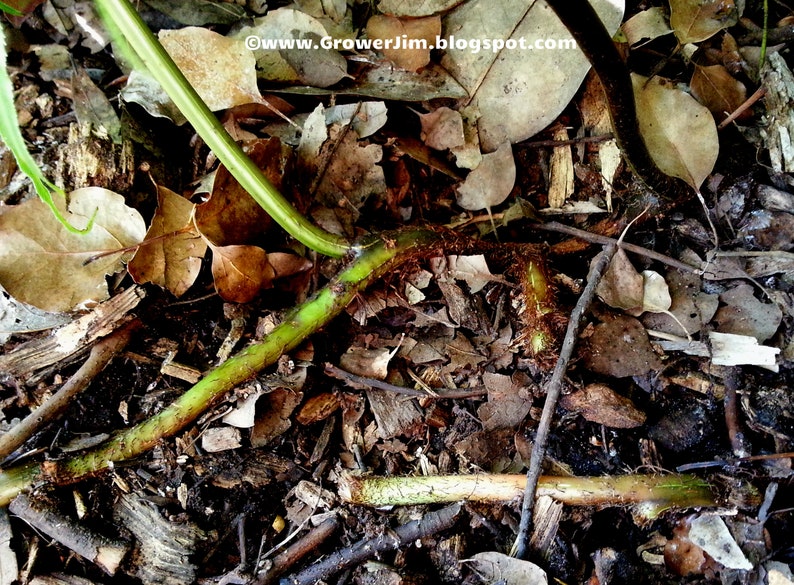 Stenochlaena tenuifolia Giant vine fern rhizome/plant image 4