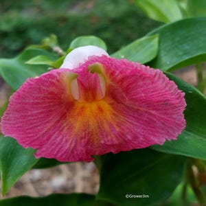 Costus fissiligulatus ginger rhizome