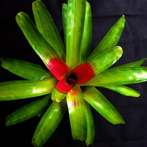 Neoregelia &quot;Variegated macwilliamsii&quot; bromeliad offset
