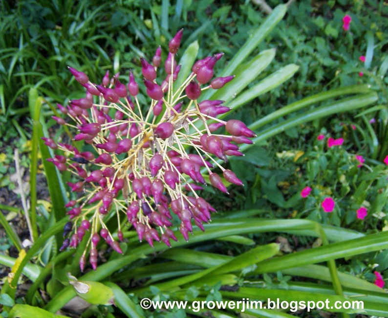 May include: A close-up of a pink flowering plant with long, thin leaves. The plant is in bloom and has many small, pink flowers.