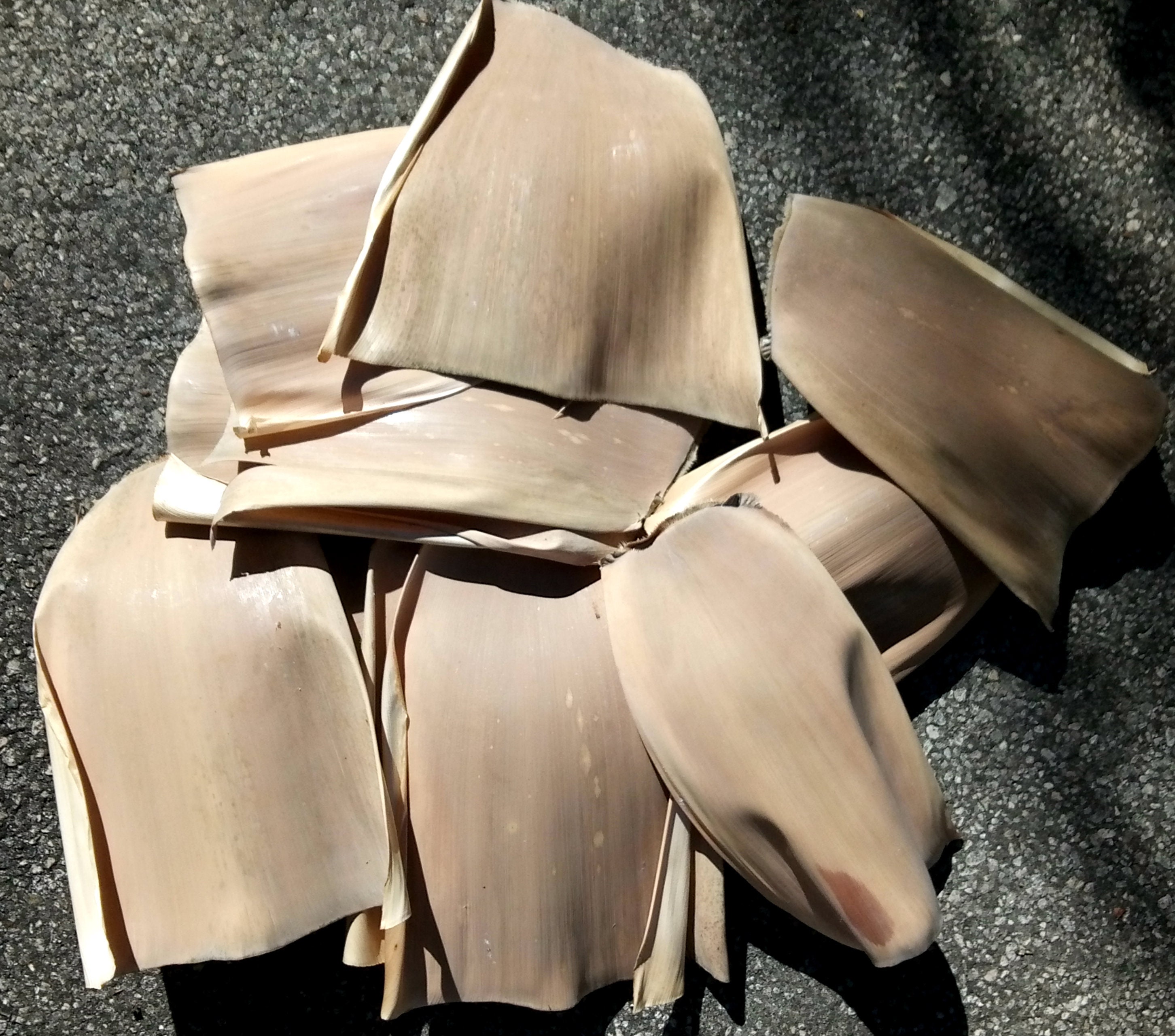 Natural bamboo sheaths for art and craft projects 10 pieces Etsy