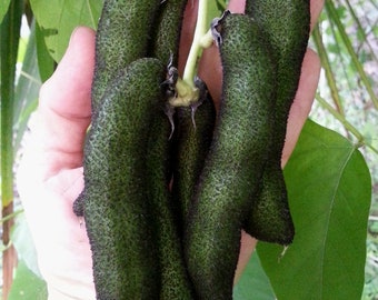 Velvet bean (Mucuna pruriens), itchless cultivar 20 seeds