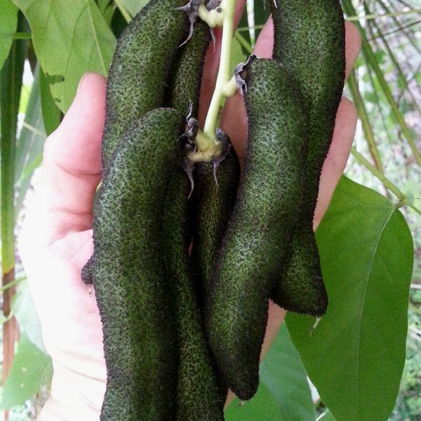 Velvet bean (Mucuna pruriens), itchless cultivar 20 seeds