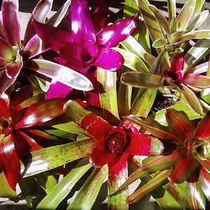 Bromeliad Neoregelia starter collection - 3 offsets ready to plant!