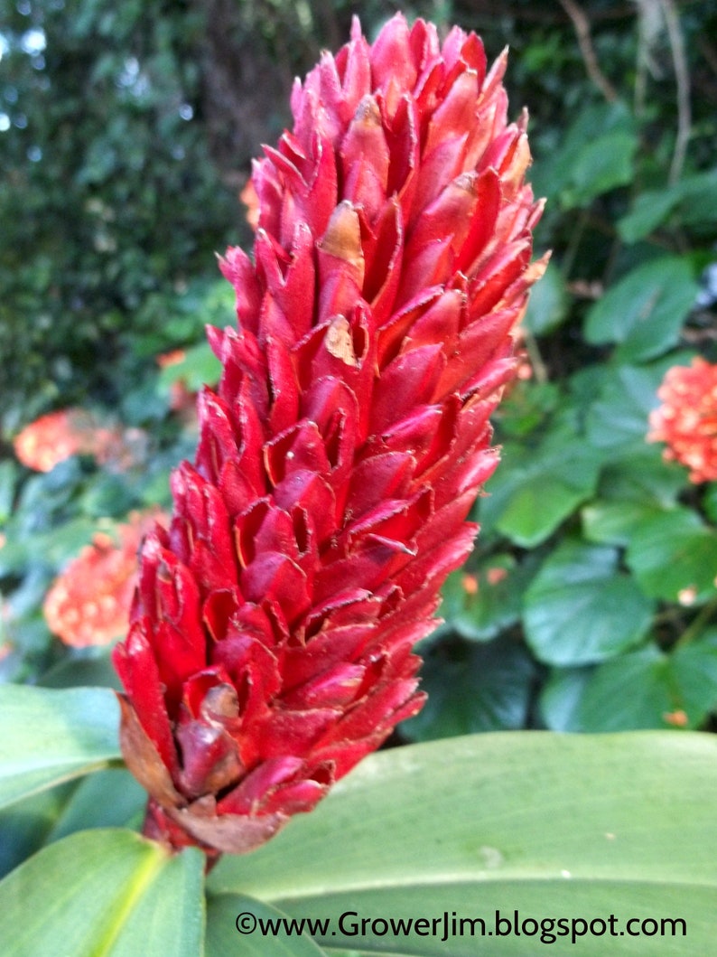 Crepe ginger Cheilocostus speciosus rhizome or keiki/plantlet image 2