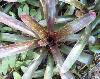 Neo Julian Nally bromeliad offset