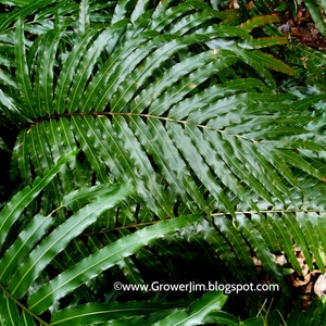 Stenochlaena tenuifolia Giant vine fern rhizome/plant image 1