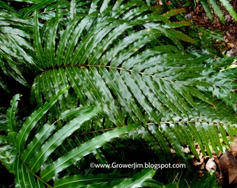 Stenochlaena tenuifolia - Giant vine fern rhizome/plant