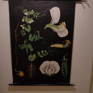 Könnte beinhalten: Vintage botanische Tafel einer Kapuzinererbse, mit detaillierten Illustrationen der Blüte, Blätter, Wurzeln und Samenkapsel vor schwarzem Hintergrund. Die Tafel ist auf einem schwarzen Holzrahmen montiert.