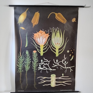 Jung Koch Quentell Lehrtafel Rollbild Schulwandkarte Polytrichum Frauenhaarmoos Vintage
