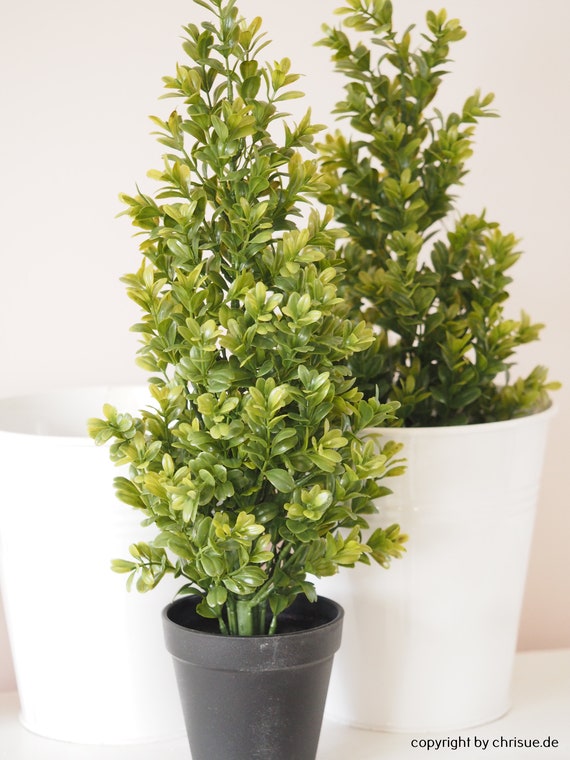 Buy Buchsbaum Knstlich Online in India - Etsy