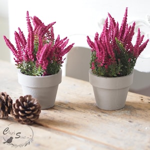 Könnte beinhalten: Zwei kleine Topfpflanzen mit leuchtend magentafarbenen Blüten und grünem Laub. Die Pflanzen stehen in hellgrauen Töpfen auf einer rustikalen Holzoberfläche. Zwei Tannenzapfen sind im Vordergrund. Natürliches, dekoratives Thema.