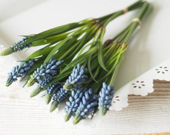 Muscari Hyazinthe 5 Stk.