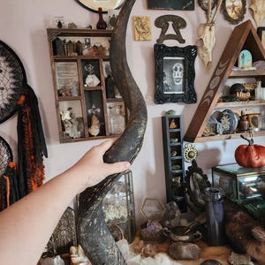 vintage authentic kudu horn sheath