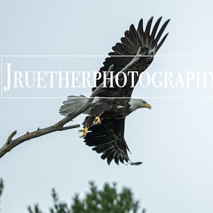 Bald Eagle Flying