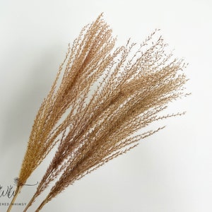 Dried Reed Grass Stems: Natural Fluffy Bouquet Filler