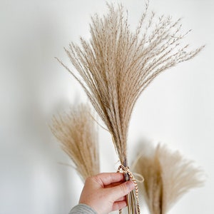 Dried Reed Grass Bundle, Fluffy Dried Flowers, Neutral Boho Home Decor, Modern Farmhouse, 10 stems, Natural