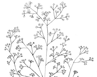 Babys Breath Drawing Etsy