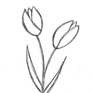 Tulips
