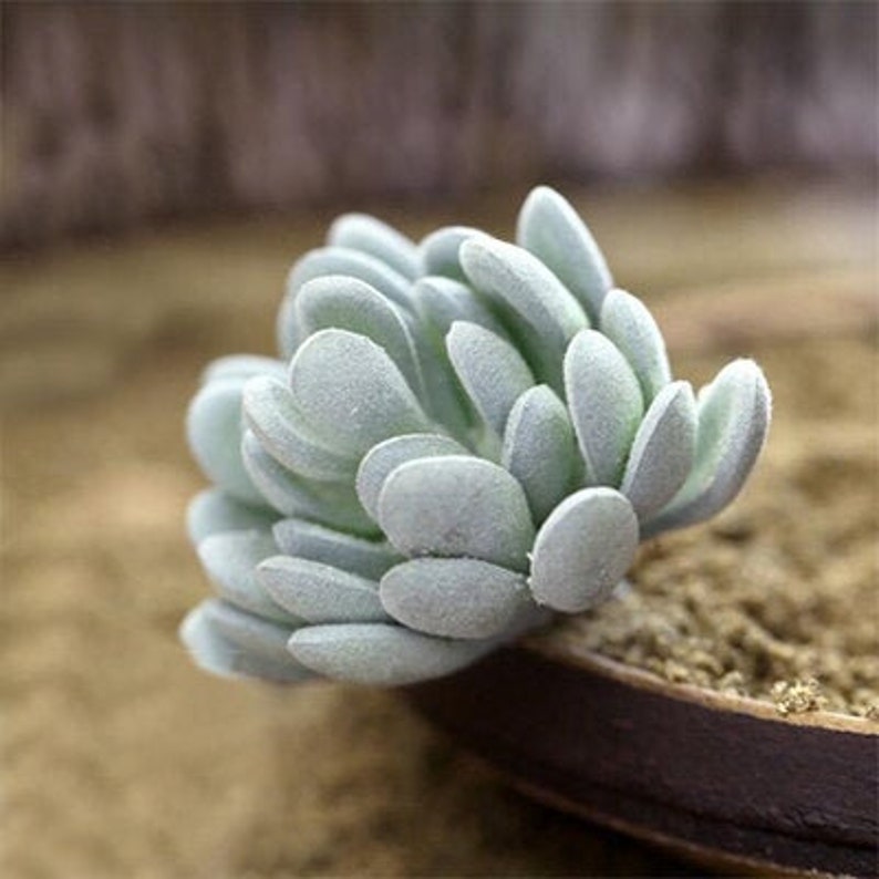 Artificial Succulents,Faux Succulents,Imitation Succulents,Succulent Cutting,Succulent Planters,Miniature Garden,DIY Floral Arrangements,F84