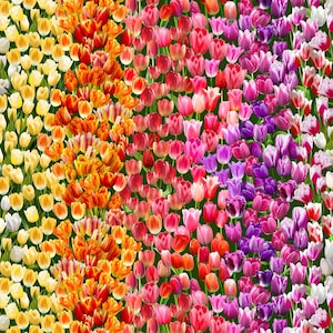 May include: A vibrant rainbow of tulips in full bloom, with colours ranging from white to purple. The tulips are arranged in a diagonal pattern, creating a visually appealing and colourful display.
