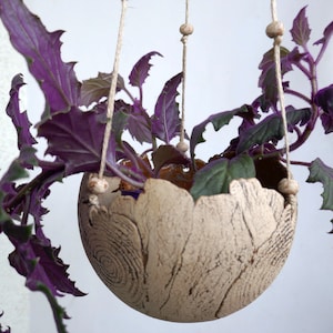 Könnte beinhalten: Ein Hängepflanztopf aus Keramik mit Holzoptik. Der Topf ist beige mit braunen Akzenten und hat eine runde Form. Eine violette Pflanze mit grünen Blättern wächst im Topf.