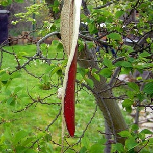 Windspiel ROT Blattwindspiel aus Keramik Bild 3