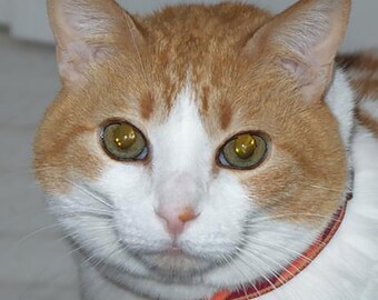 Obroża zabezpieczająca GentleCat © (model wycofany) – obecnie niedostępna