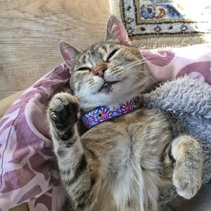 GentleCat © Customized safety collar for cats