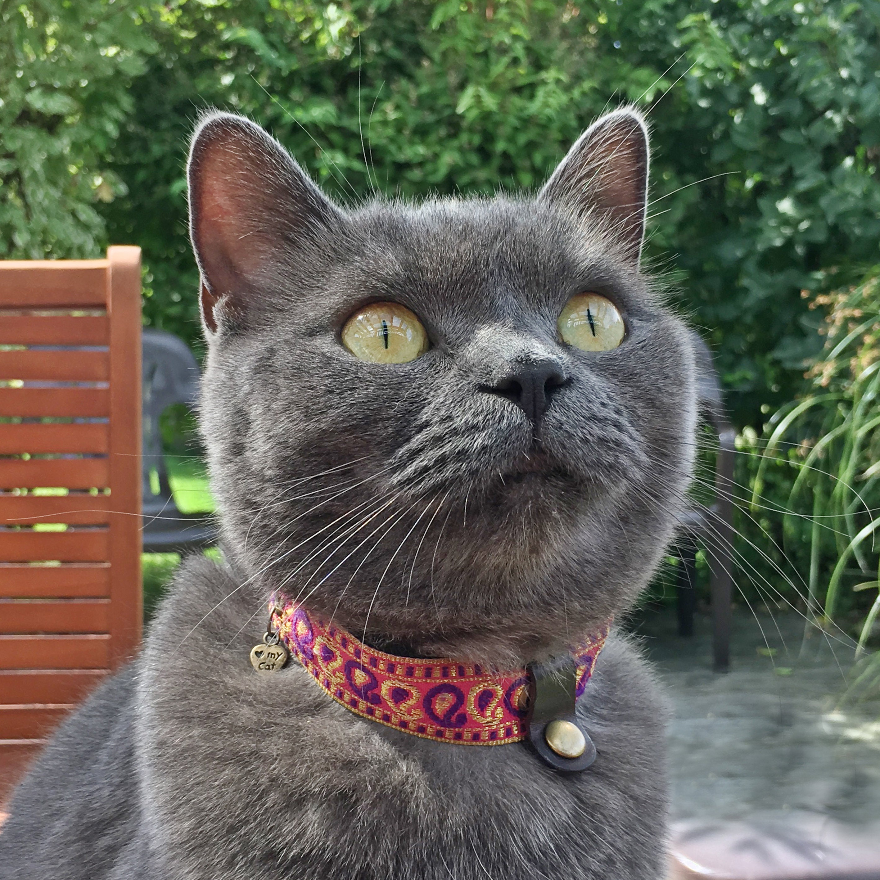 Kitty collar feeding clearance tube
