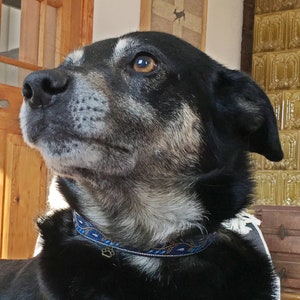 Customized Safety collar for dogs  – size M