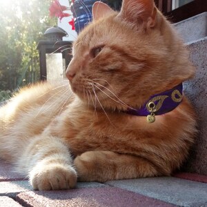 GentleCat © safety collar (discontinued model) – not available at the moment
