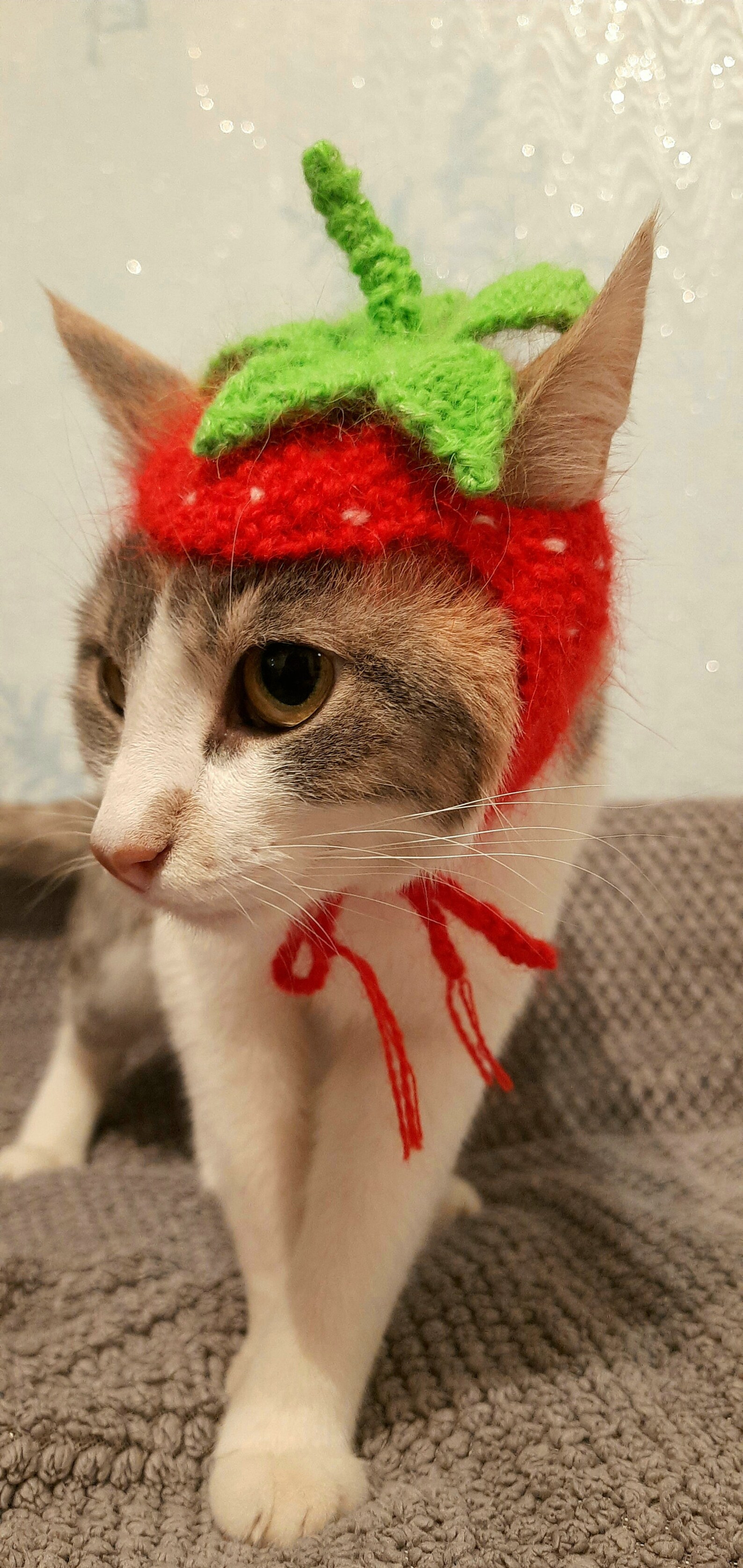 Strawberry cat hat fruit hats for cats cat strawberry Etsy