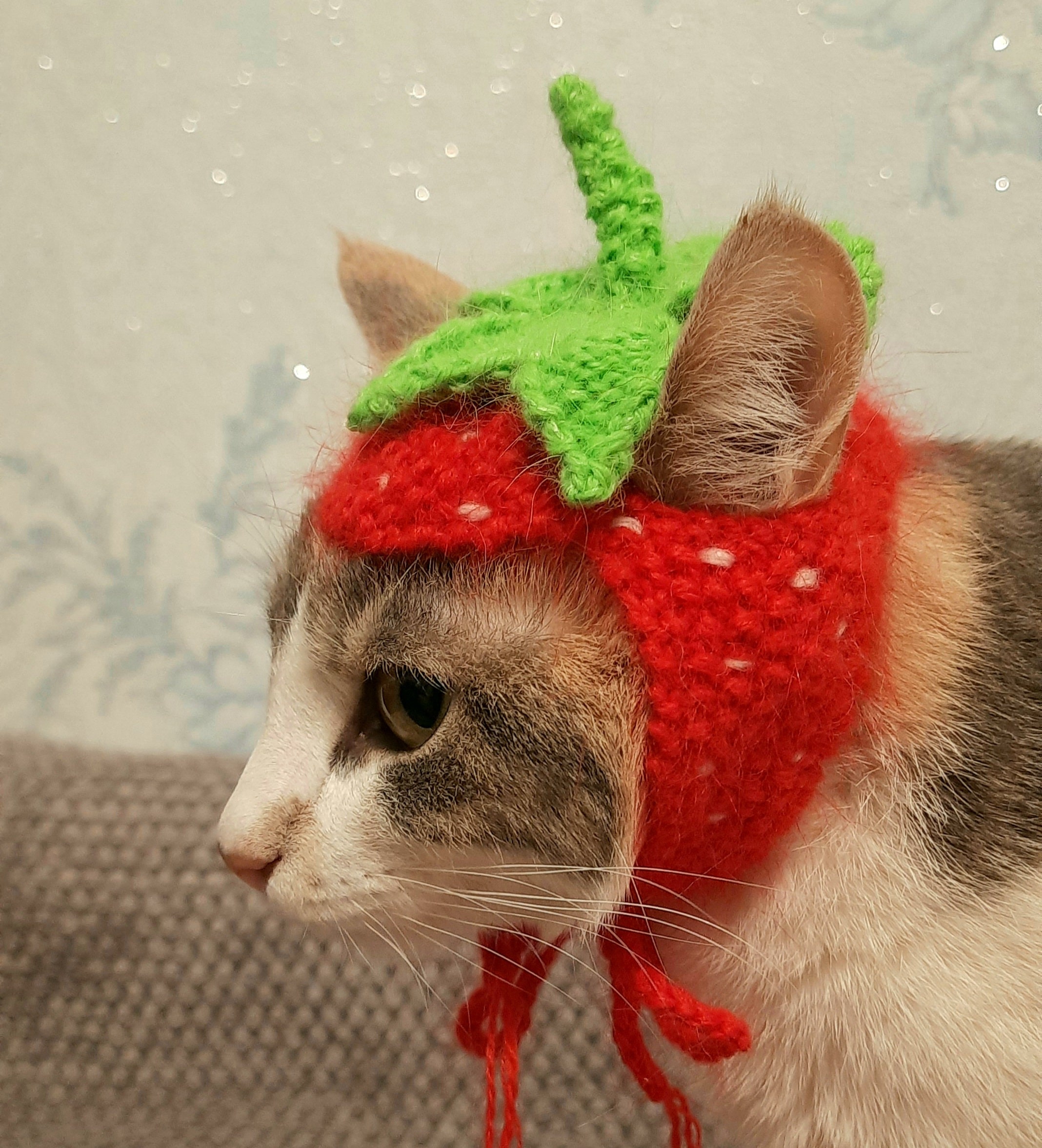 Strawberry cat hat fruit hats for cats cat strawberry Etsy