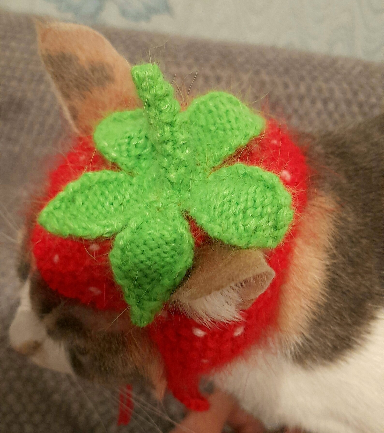 Strawberry cat hat fruit hats for cats cat strawberry Etsy