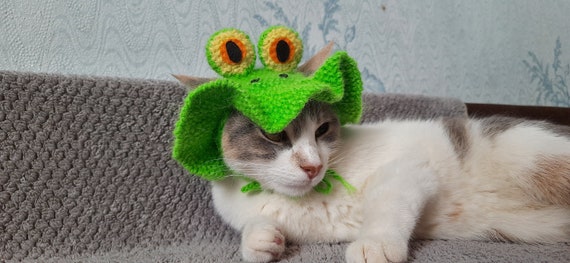 how to find catfrog at the amazing frog game how to find catfrog at the amazing frog game