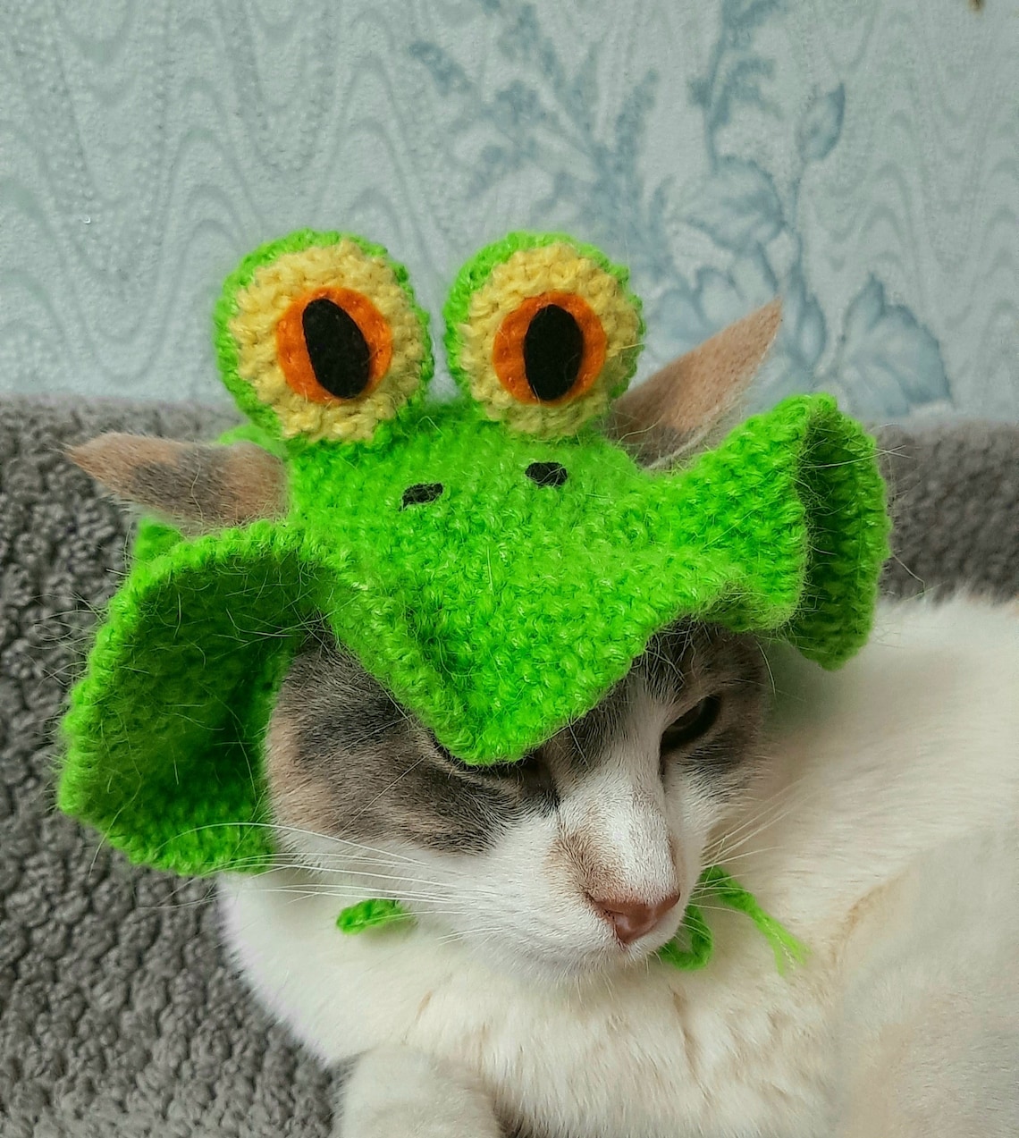 Cat frog hat kitten with frog hat frog hat for cat froggy Etsy
