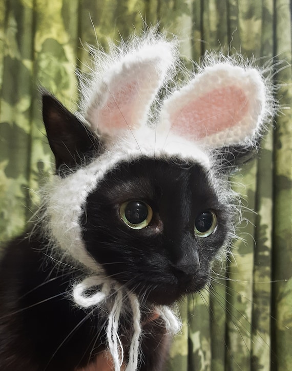 cat easter outfit
