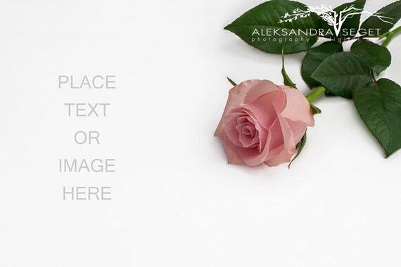 Rose Flat Lay Mockup Styled Stock Photo Roses Desk