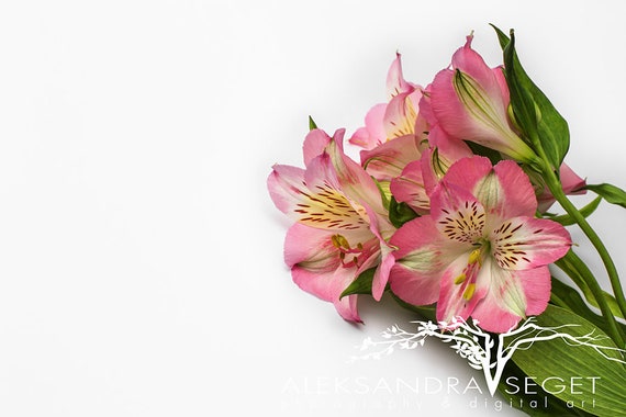 Color Flowers Mockup Styled Stock Photo Floral Mockup Styled
