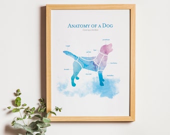 Anatomie eines Hundes