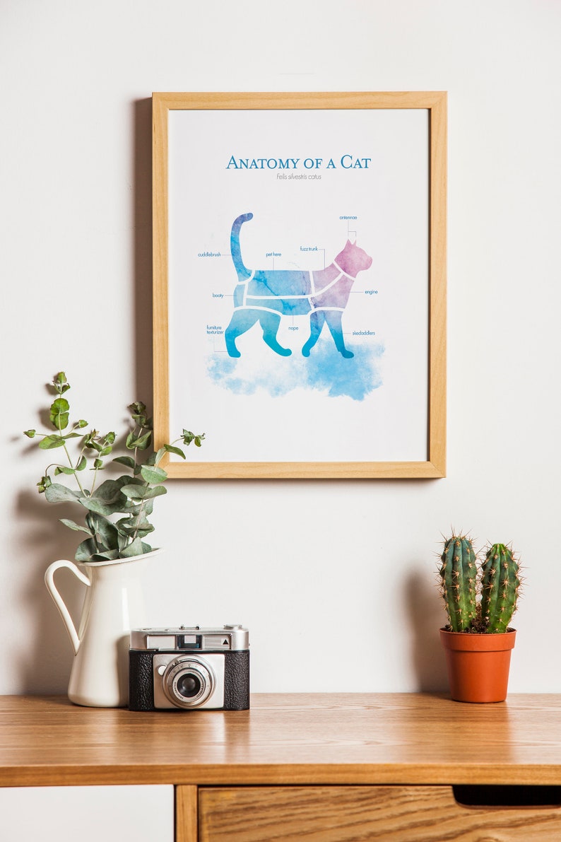 Anatomy of a Cat image 1