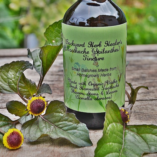 Toothache Plant Spilanthes Tincture (Acmella oleracea) Health & Wellness Colds, Cough, Teeth, Mouth, Herbal