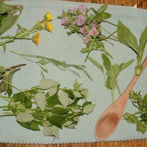 May include: A collection of dried herbs and flowers on a blue towel, including clover, dill, and sage. A wooden spoon is also present.