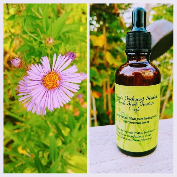 New England Aster (Aster novae-angliae) Herbal Tincture for Lungs, Congestion, Respiratory Issues, Coughs, Asthma, Sore Throat & Colds