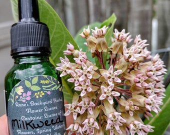 Milkweed (Asclepias syriaca) Flower Essence for a healthy sense of self, independence, self-reliance, embracing true potential & freedom