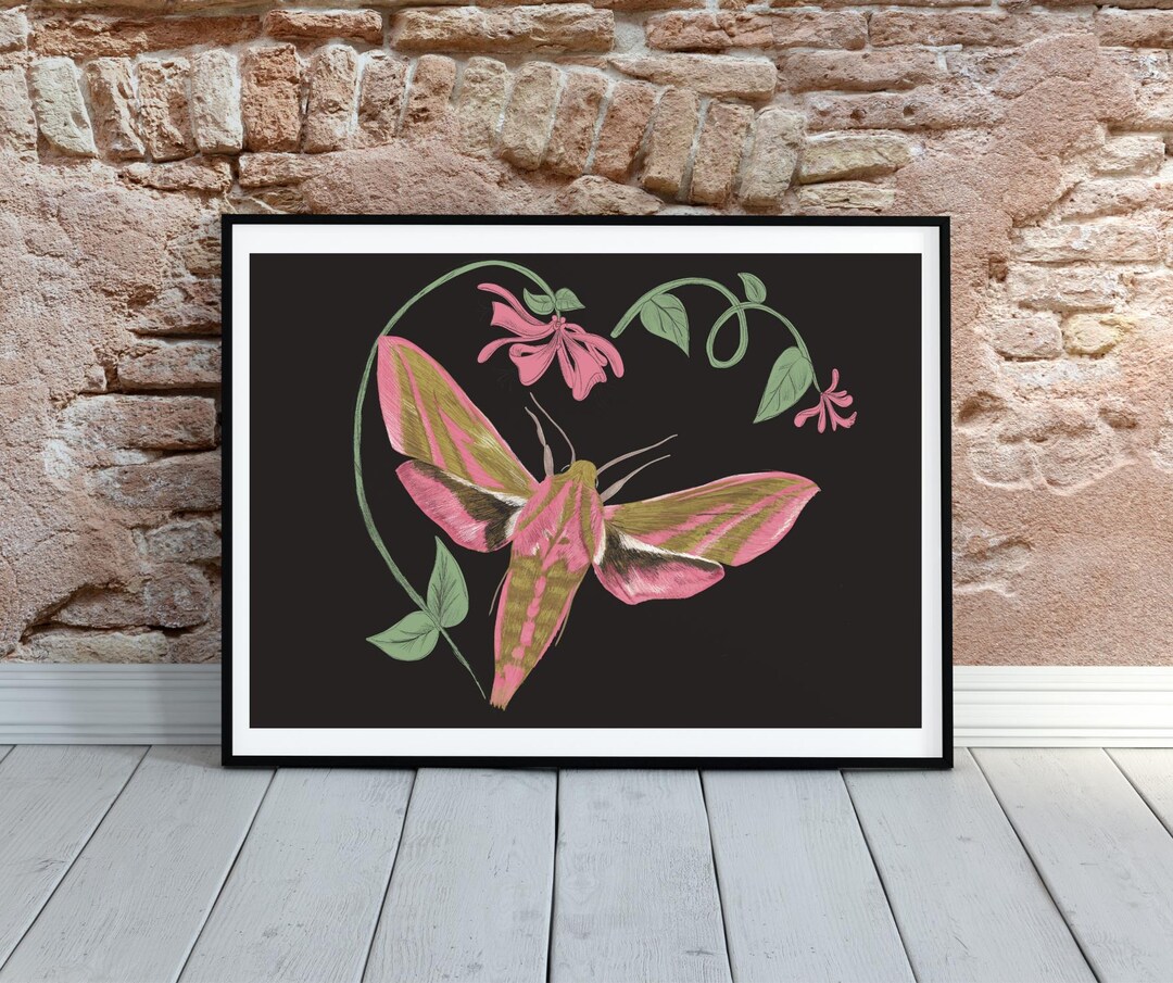 Elephant Hawk Moth Illustrated Poster - Etsy